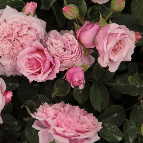 Gärtnerei - Rosa William Christie™ - rosa - nostalgische rosen - diskret duftend - Dominique Massad - -